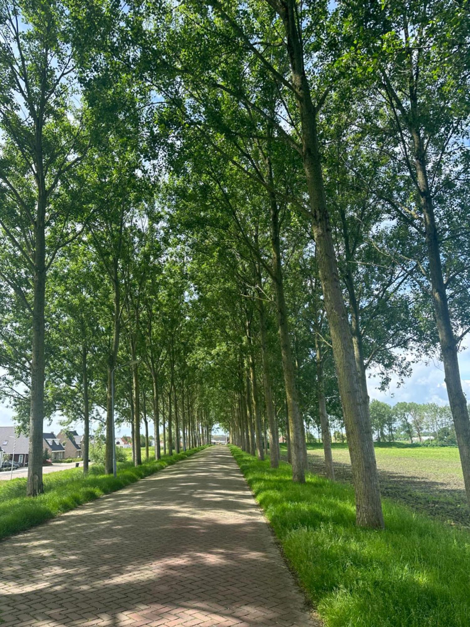 Vakantiewoning De Bosrand Aan Zee סינט אנלנד מראה חיצוני תמונה